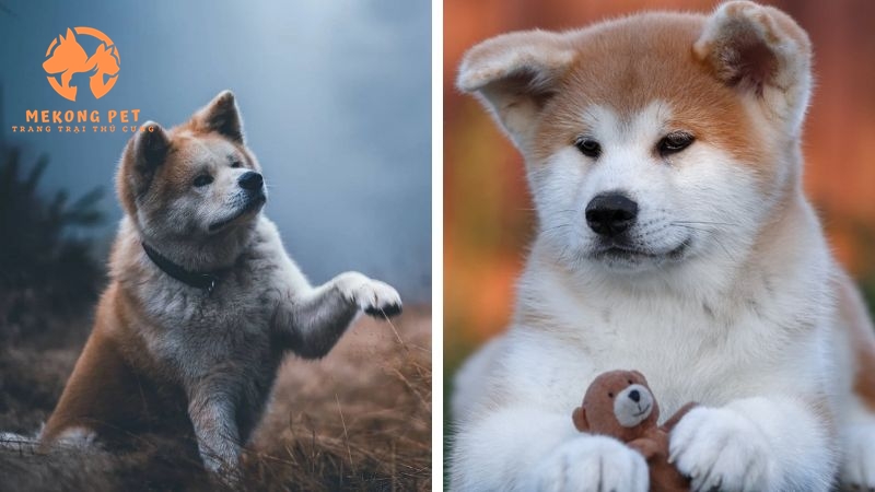 Mekong Pet chuyên cung cấp giống chó Akita tại thị trường Tphcm và các tỉnh lân cận.